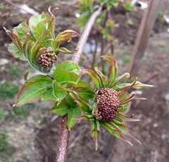 Sambucus kamtschatica