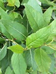 Populus trichocarpa