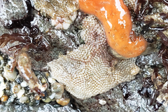 Aplousobranchia