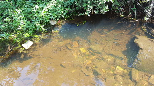 Psalidodon fasciatus