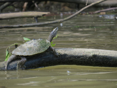 Graptemys ouachitensis