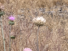 Cirsium neomexicanum