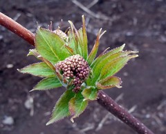 Sambucus kamtschatica