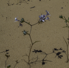 Eriastrum eremicum eremicum