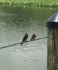 Hirundo rustica erythrogaster