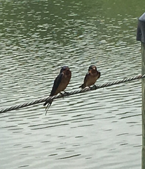 Hirundo rustica erythrogaster