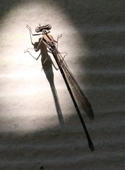 Argia tibialis