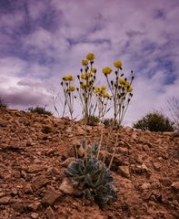 Arctomecon californica
