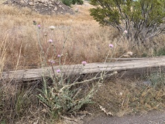 Cirsium neomexicanum