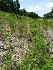 Echinacea paradoxa paradoxa