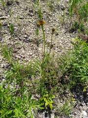 Echinacea paradoxa paradoxa