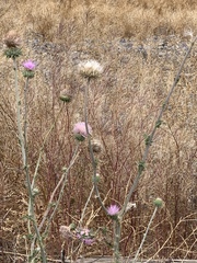 Cirsium neomexicanum