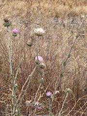 Cirsium neomexicanum