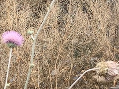 Cirsium neomexicanum