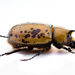 Escarabajo Unicornio - Photo (c) Nils Tack, algunos derechos reservados (CC BY-NC), subido por Nils Tack