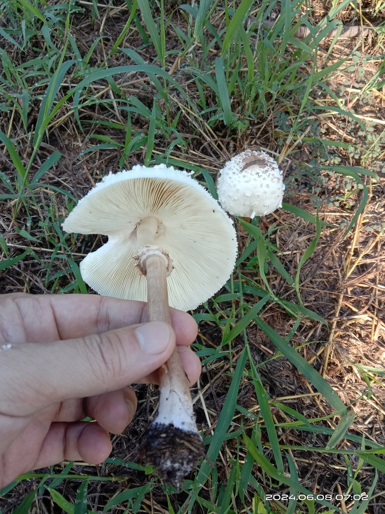 Chlorophyllum molybdites · June 2024 · photo: © naturalist97663 (iNaturalist, cc0)