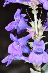 Penstemon carnosus