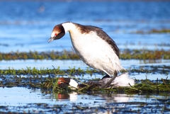 Podiceps gallardoi