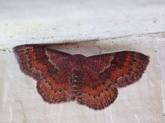 Leptostales rubromarginaria