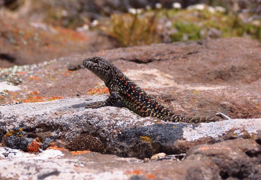 Main Tree Iguana