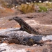 Puesto Lebrun Smooth-throated Lizard - Photo (c) Gabriel Celedon, some rights reserved (CC BY-NC), uploaded by Gabriel Celedon