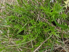 Galium labradoricum