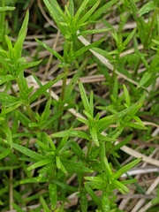 Galium labradoricum