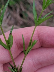 Galium labradoricum