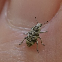 Colecerus marmoratus