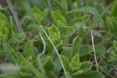 Verbena stricta