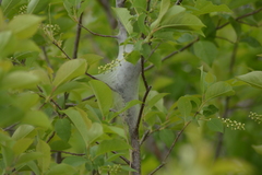 Malacosoma americana