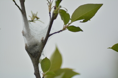 Malacosoma americana