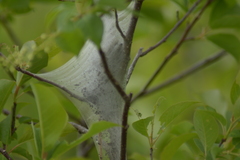 Malacosoma americana