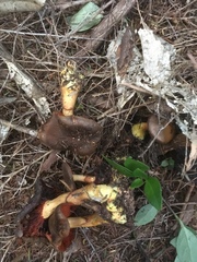 Cortinarius persplendidus
