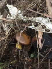 Cortinarius persplendidus