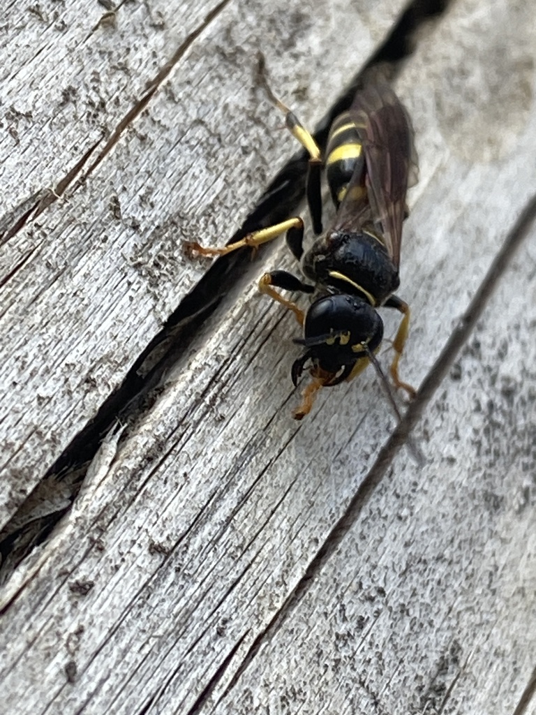 Gorytes planifrons