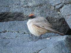 Muscisaxicola capistratus