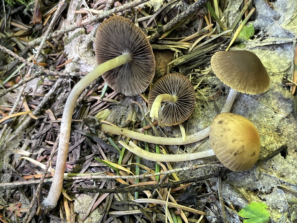Psathyrella warrenensis