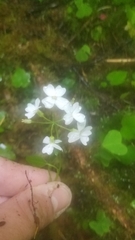 Cardamine angulata