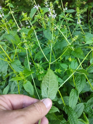 Foto de Betônica
