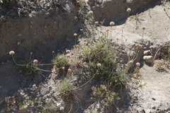 Armeria maritima californica