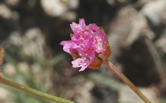 Armeria maritima californica