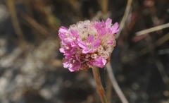 Armeria maritima californica