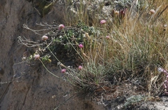 Armeria maritima californica