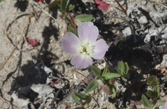 Clarkia davyi