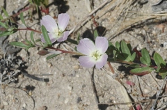 Clarkia davyi