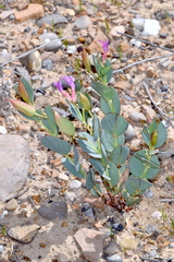 Astragalus asclepiadoides