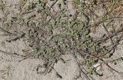 Plagiobothrys canescens