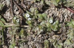 Plagiobothrys canescens