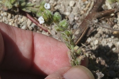 Plagiobothrys canescens